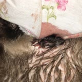 İhtisas Veteriner Kliniği İlk Müdahale Yapılmadığı İçin Kedim Felç Kaldı