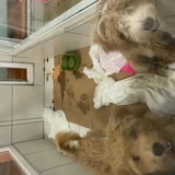 Evcilim Veteriner Polikliniği Köpek Satışı, Susuz Ufak Pislik Dolu Vitrinde