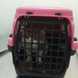 Fatih Veteriner Kedime İlan Açıp Başkasına Ver Diyecek Kadar Kötü