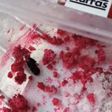 19779563 Harras Dondurulmuş Frambuazın İçinden Hamam Böceği Çıktı