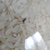 Şok Marketler Pirinçten İki Defadır Böcek Çıktı