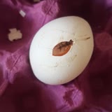 Anadolu Çiftliği Şok Market Bozuk Küflenmiş Yumurta