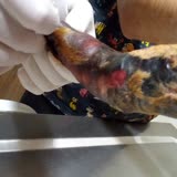 Hk Veteriner Kliniği Bobonun Ayağı Yanlış Tedavileri Yüzünden Kesildi!