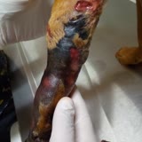 Hk Veteriner Kliniği Bobonun Ayağı Yanlış Tedavileri Yüzünden Kesildi!