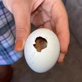 CP Marka Yumurtanın İçinden Civciv Çıktı