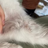 ABC Veteriner Kliniği Kedime Yanlış Müdahale Edip Ölmesine Sebep Oldu