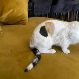 Evcilim Veteriner Polikliniği Kedi Tıraşı Sorunu