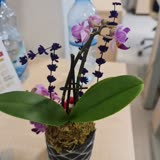 Osevio.com Canlı Çiçek Solmuş Ve Kırılmış Firma Cevap Vermiyor