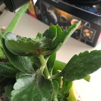 Çiçek Sepeti Böcekli Ürün Yolladı