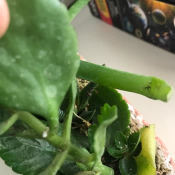 Çiçek Sepeti Böcekli Ürün Yolladı