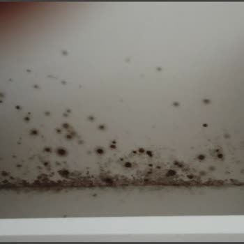 TOKİ Duvarları Ve Tavanı Saran Rutubet