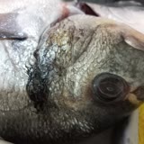 Carrefour Sa Bozulmuş Balık Satıyor