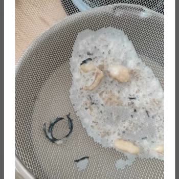 Karaca Züccaciye Powermix Smoothie Blender 1 801  Koku Yapıyor