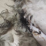Evcilim Veteriner Polikliniği Köpeğimiz Evcilim Veteriner Kliniğin Hata Ve İhmali Yüzünden Öldü