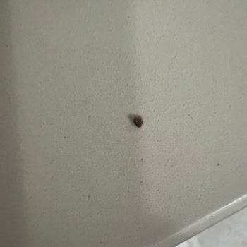 I discovered an insect in Dr. Oetker's semolina halva