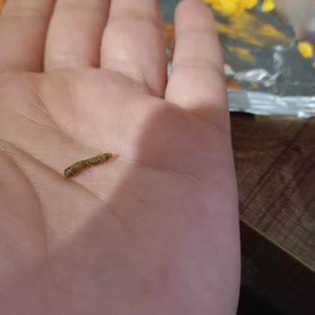 Amigo Cipsten Pislik Çıktı