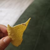 Pringles Cipste Kurt Çıktı