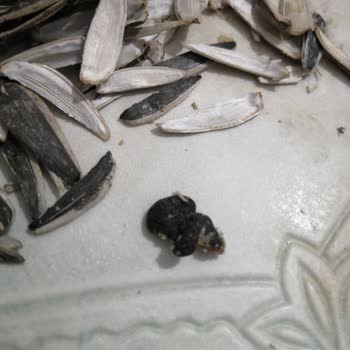 Amigo Şok Marketler Çekirdek İçinden Fare Pisliği Çıktı