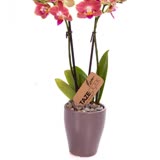 Taze Çiçek (tazecicek.com) Görseldeki Ürün İle Gönderilen Ürünün Tamamen Farklı Olması