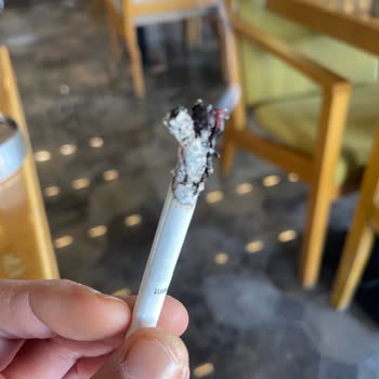 Philip Morris Sigaradan Odun Çıkıyor