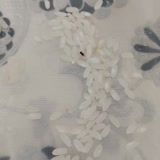 Anadolu Mutfağı Osmancık Pirinç Böcek Çıkması