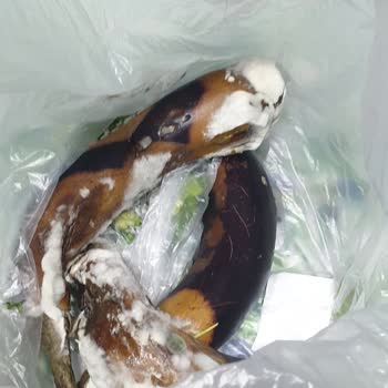 Arçelik Buzdolabındaki Küf Sorunu