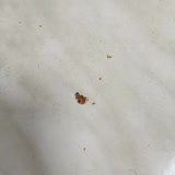 Doritos Cipsten Siyah Böcekler Çıktı