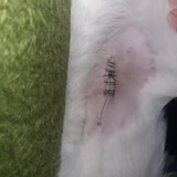 New Veteriner Kliniği (Sefaköy) Kedimin Ameliyattan Sonra Dikiş Hattı Bir Türlü İyileşmedi