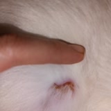 New Veteriner Kliniği (Sefaköy) Kedimin Ameliyattan Sonra Dikiş Hattı Bir Türlü İyileşmedi