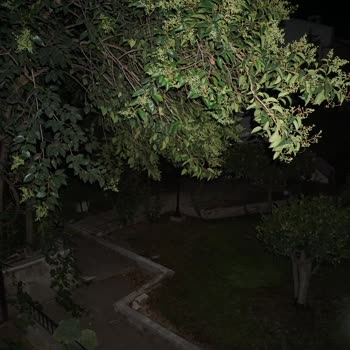 Vivo V25 5G Gece Modu Sorunu