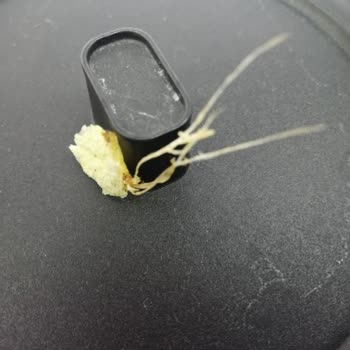 Foreign Object Found in Lay's Yoghurt and Seasonal Greens Chips