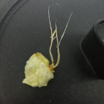 Foreign Object Found in Lay's Yoghurt and Seasonal Greens Chips