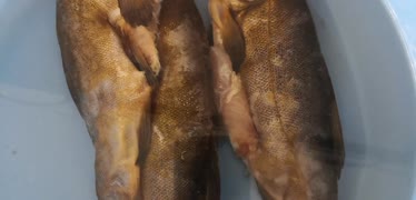 Tarım Kredi Kooperatif Market Kadife Balığı Kokuyor