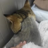 Fatih Hayvan Hastanesi Amatör Kedi Tıraşı