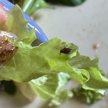 Kaşmir Center Mado Da Yeşillikten Kafam Böcekler Ve Topraklar Çıktı.