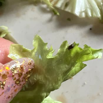 Kaşmir Center Mado Da Yeşillikten Kafam Böcekler Ve Topraklar Çıktı.