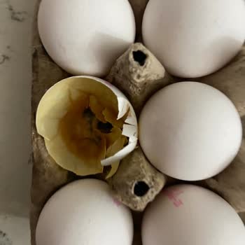 Bim'den Aldığım Yumurta Bozuk Çıktı!