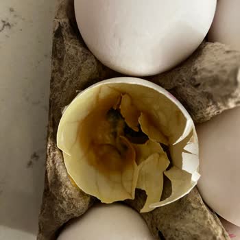 Bim'den Aldığım Yumurta Bozuk Çıktı!