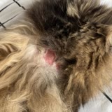 Fatih Hayvan Hastanesi Kıtık Açıyor Diye Kedimin Derisini Yüzdüler!