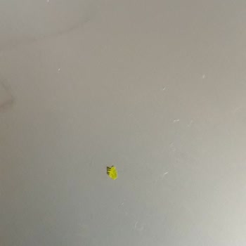 Bim Krem Şantiden Poşet Parçaları Çıktı