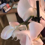 Osevio.com Kırık Orkide Çiçek Teslimatı