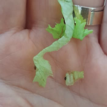 Halis Dürüm Salatada Böcek Var