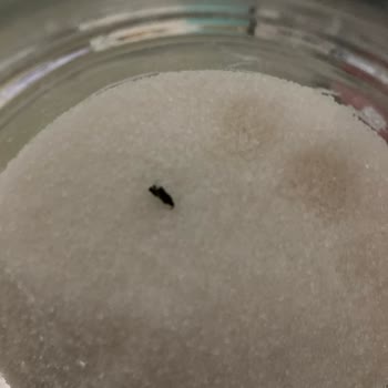 Mgs Şeker İçinden Yabancı Madde Çıktı