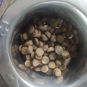 Nd Kedi Maması Ve Farmina Mı Bir Daha Tövbe :(