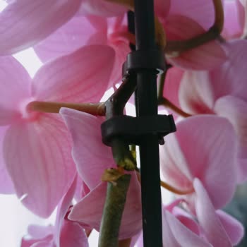 ÇiçekSepeti Çiçek Sepetinden Aldığım Orkide Kırık Geldi.