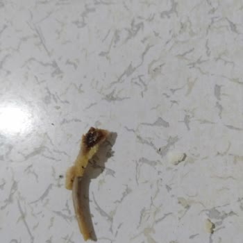 Et ve Süt Kurumu Tavuk Dönerin İçinden Çıkan Kemik