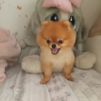 Turkey Puppies Köpek İade Almıyorlar