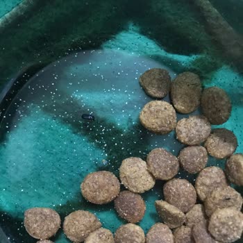 Pet Garden Köpek Mamasının İçinden Böcek Çıktı!