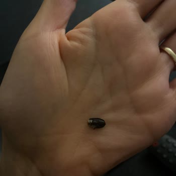 Haşiroğlu Tarhana Cipsinden Böcek Çıktı