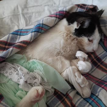 Bornova Belediyesi Basarisiz Ameliyat Ve Kotu Muamele